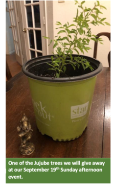 potted tree.png